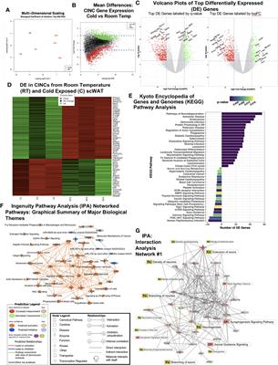 Adipose Tissue Myeloid-Lineage Neuroimmune Cells Express Genes Important for Neural Plasticity and Regulate Adipose Innervation